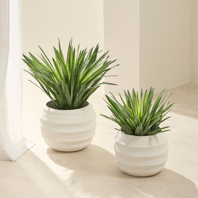 Sisal Yucca Plant 1 Sisal Yucca Plant