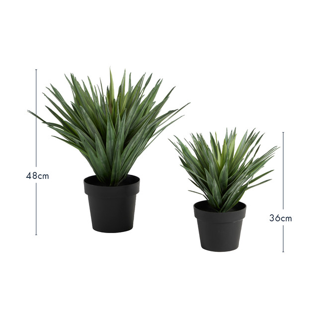 Sisal Yucca Plant 9 Sisal Yucca Plant