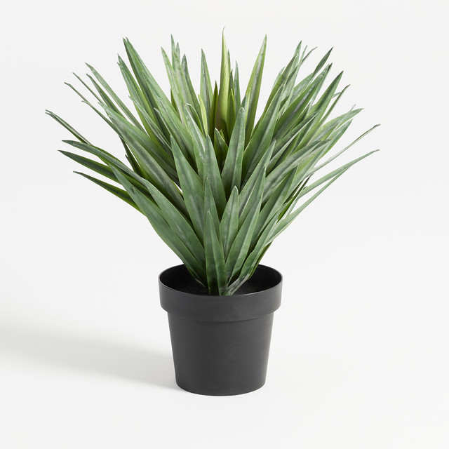 Sisal Yucca Plant 10 Sisal Yucca Plant