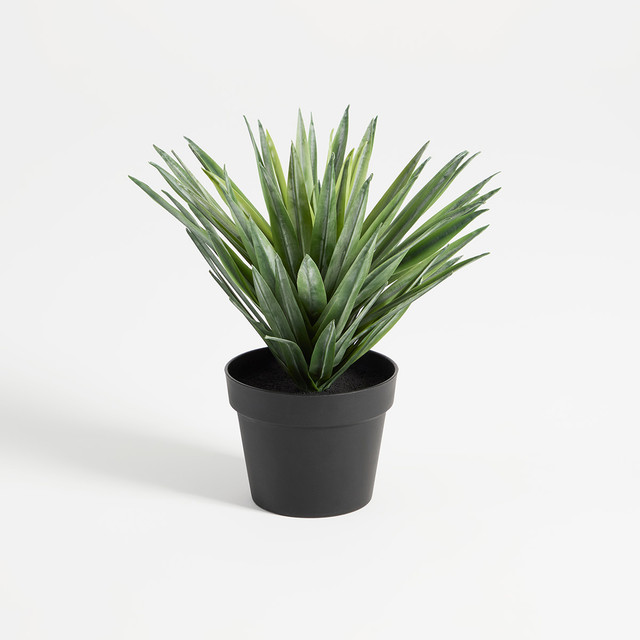 Sisal Yucca Plant 11 Sisal Yucca Plant