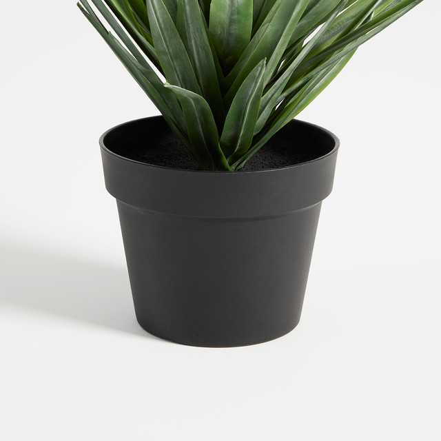 Sisal Yucca Plant 12 Sisal Yucca Plant