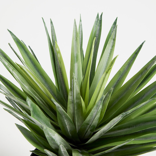 Sisal Yucca Plant 13 Sisal Yucca Plant