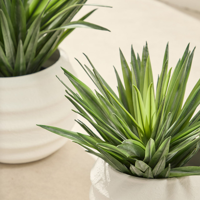 Sisal Yucca Plant 14 Sisal Yucca Plant
