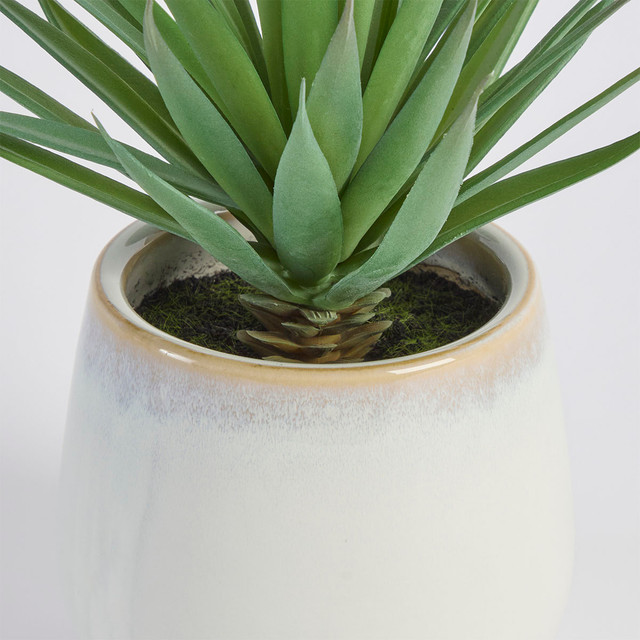 Belmont Potted Aloe Succulent 1 Belmont Potted Aloe Succulent