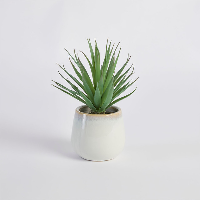 Belmont Potted Aloe Succulent 6 Belmont Potted Aloe Succulent