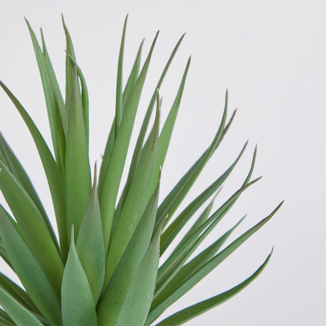 Belmont Potted Aloe Succulent 7 Belmont Potted Aloe Succulent