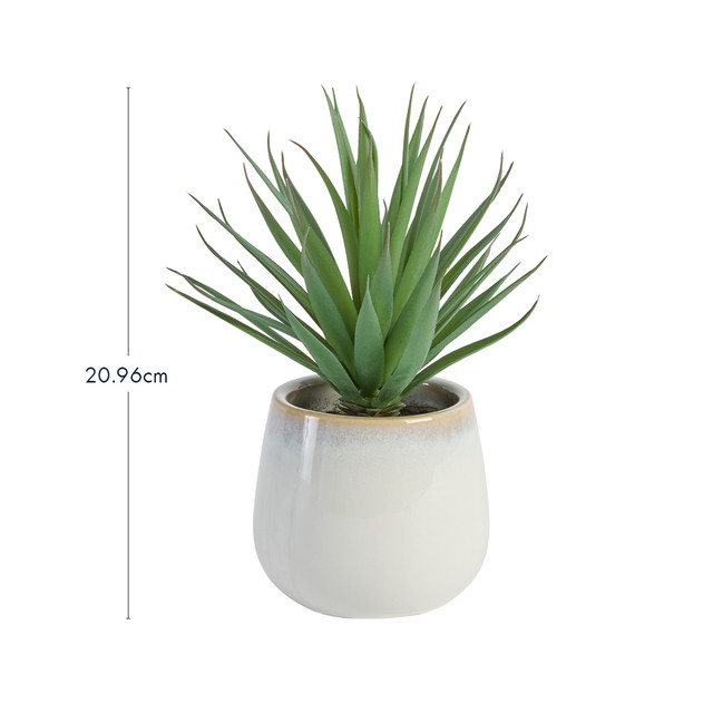 Belmont Potted Aloe Succulent 8 Belmont Potted Aloe Succulent