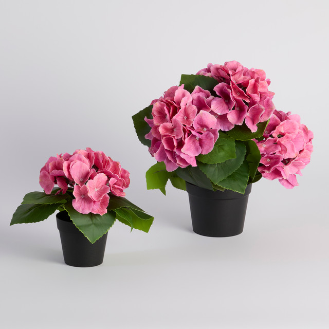 Potted Hydrangea Flower 9 Potted Hydrangea Flower