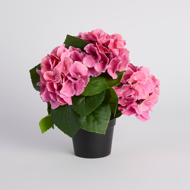 Potted Hydrangea Flower 10 Potted Hydrangea Flower