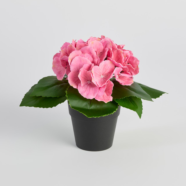 Potted Hydrangea Flower 11 Potted Hydrangea Flower
