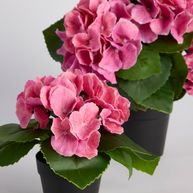 Potted Hydrangea Flower 12 Potted Hydrangea Flower