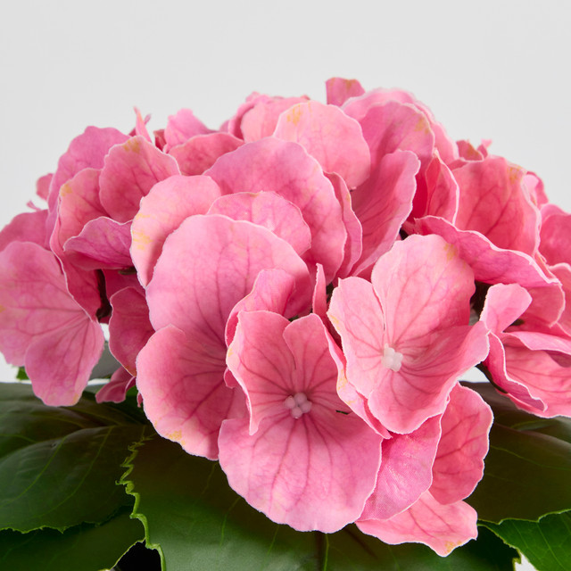 Potted Hydrangea Flower 13 Potted Hydrangea Flower