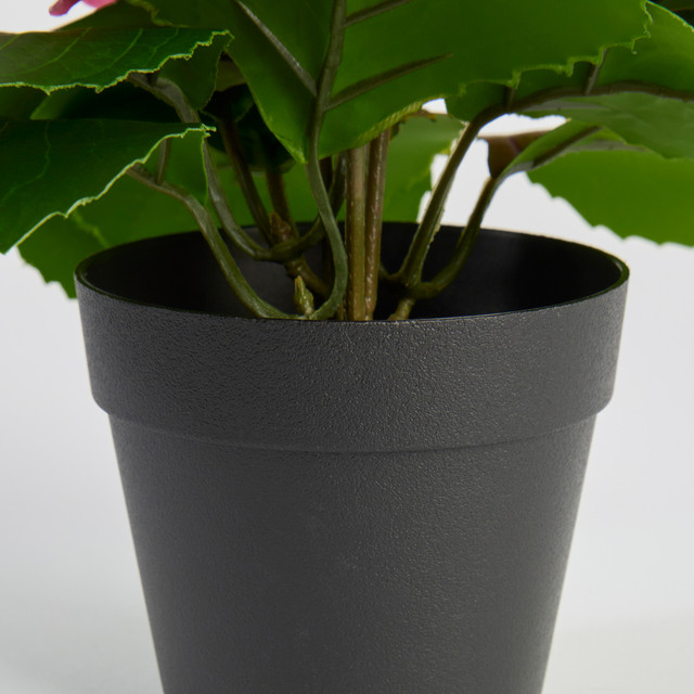Potted Hydrangea Flower 14 Potted Hydrangea Flower