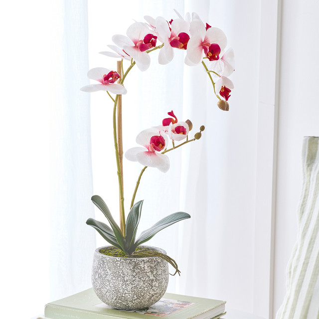 Phalaenopsis Mauve White Orchid in Pot