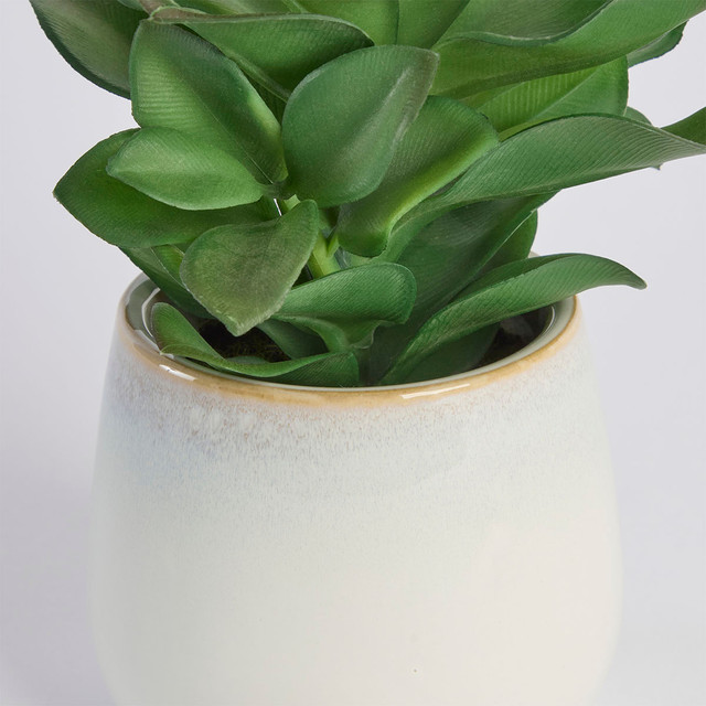 Belmont Potted Crassula Succulent