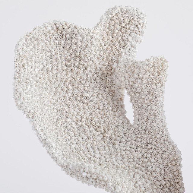 Staghorn Decorative Coral