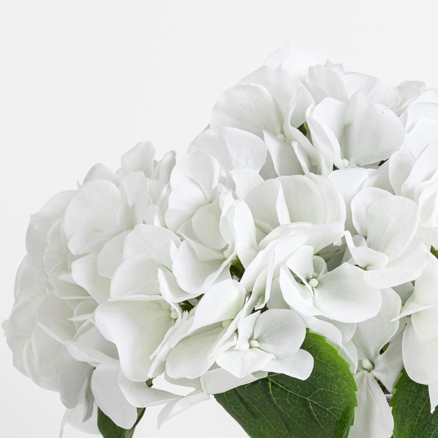 Hydrangea White Pick 6 Hydrangea White Pick
